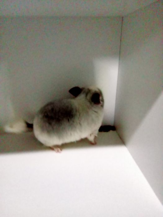 Szynszyl szynszyla szynszyle mozaika