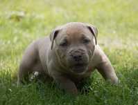Amstaff_Samiec_American Staffordshire Terrier._Suczka
