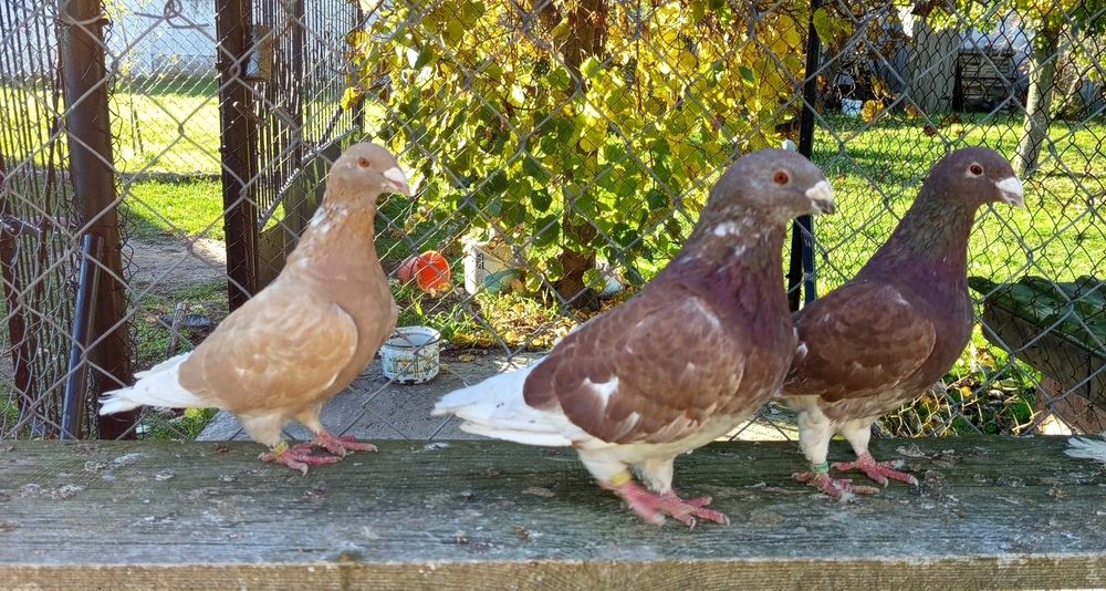 Gołębie standard standardy