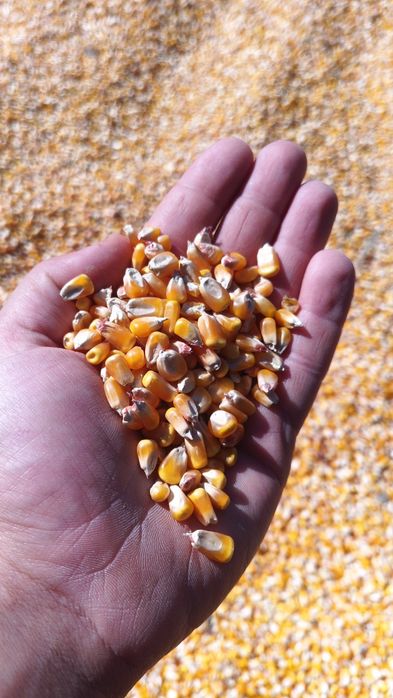 Milho miúdo cunha 2025