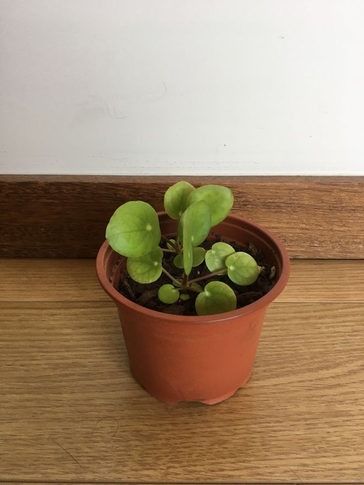 Planta Pilea Peperomioides / folhas redondas