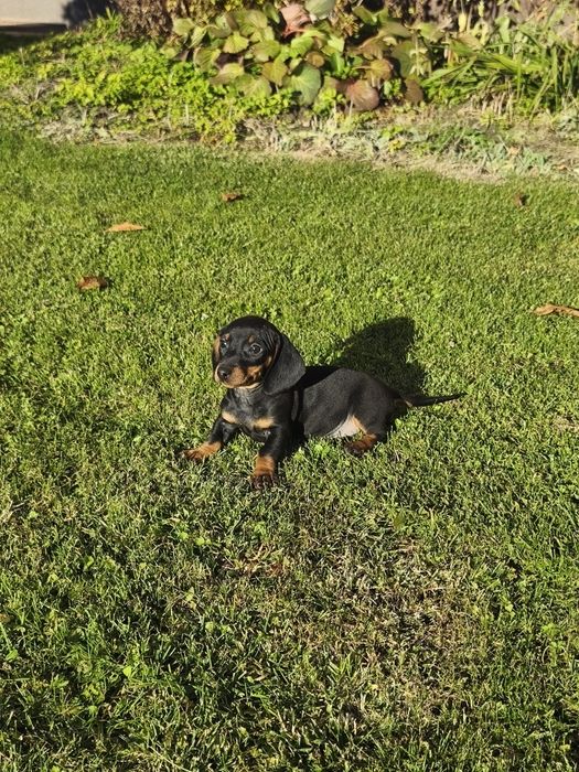 Jamnik suczka krótkowłosa