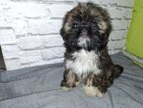 Suczka rasy SHIH TZU