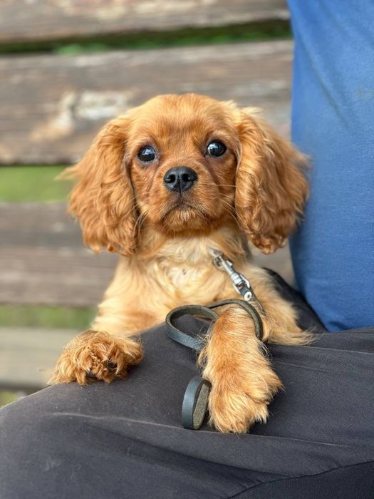 Хлоп'ятко ккчс ксу