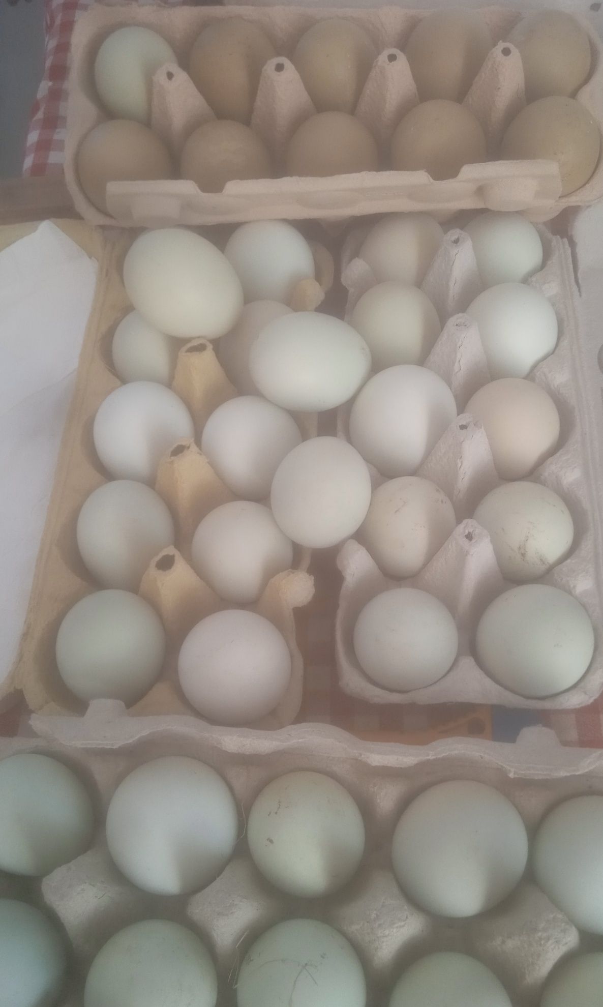 Jaja jajka lęgowe