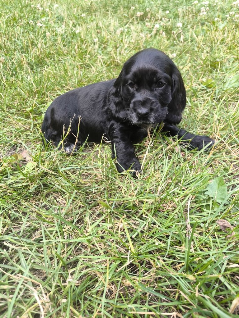 Cocker spaniel angielski - czarna suczka