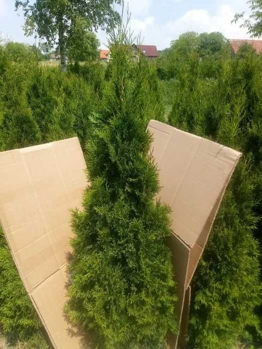 Thuja tuja Szmaragd Tuje Thuje Smaragd 170-190 cm KOPANE z gruntu!