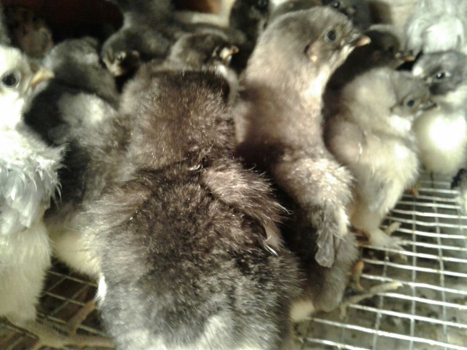 Курчата домашні м'ясо яєчна порода Джерси  вивод 05.02.23