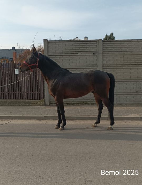 Stanówka - ogier rasy małopolskiej - BEMOL AA