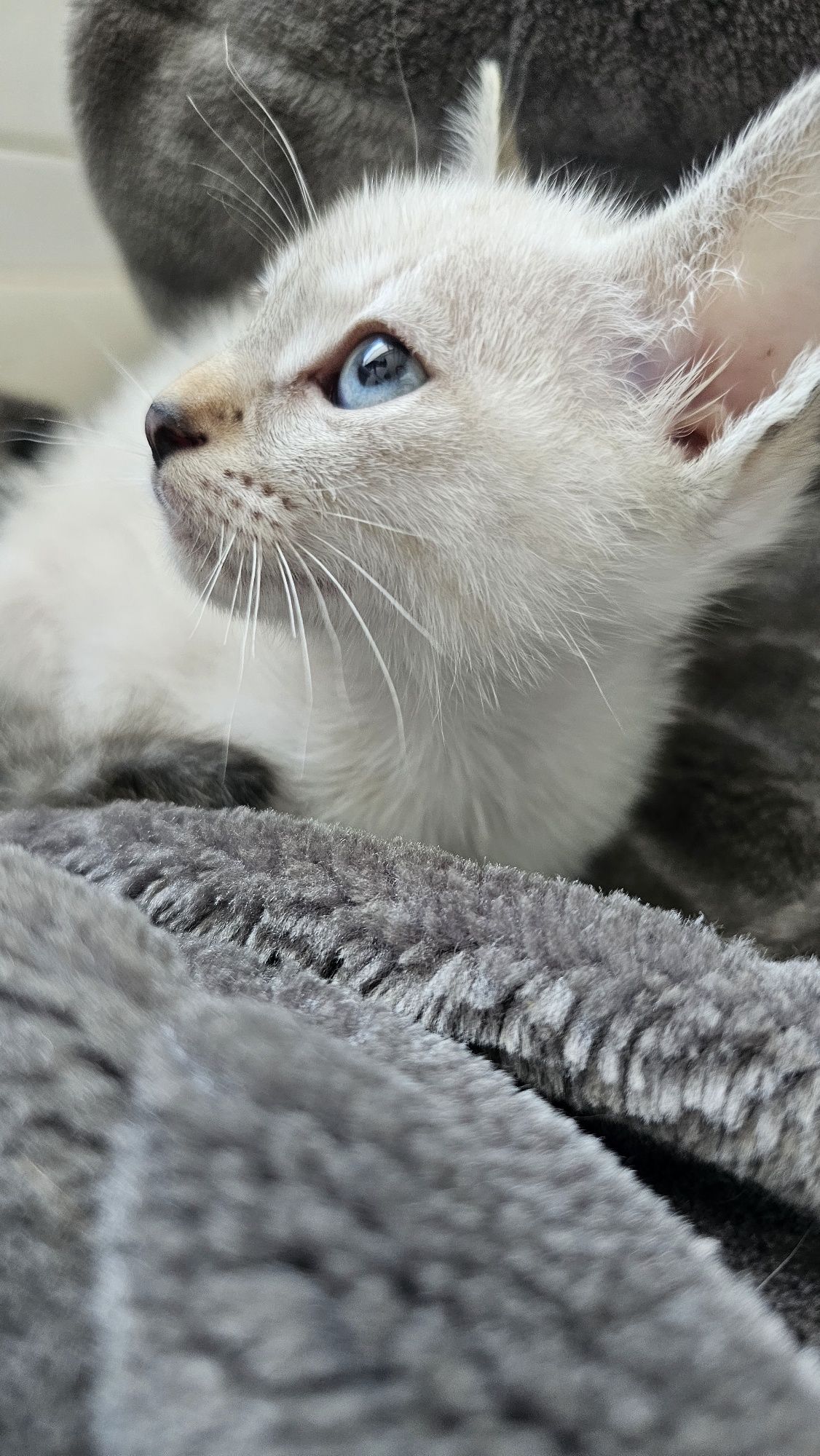 Gatinha 2 meses para adoção