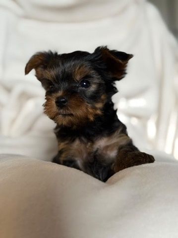 Yorkshire terrier