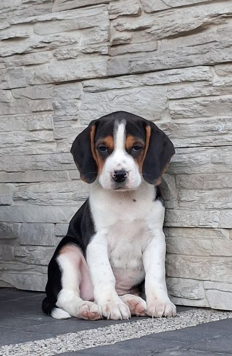 Beagle  szczeniak
