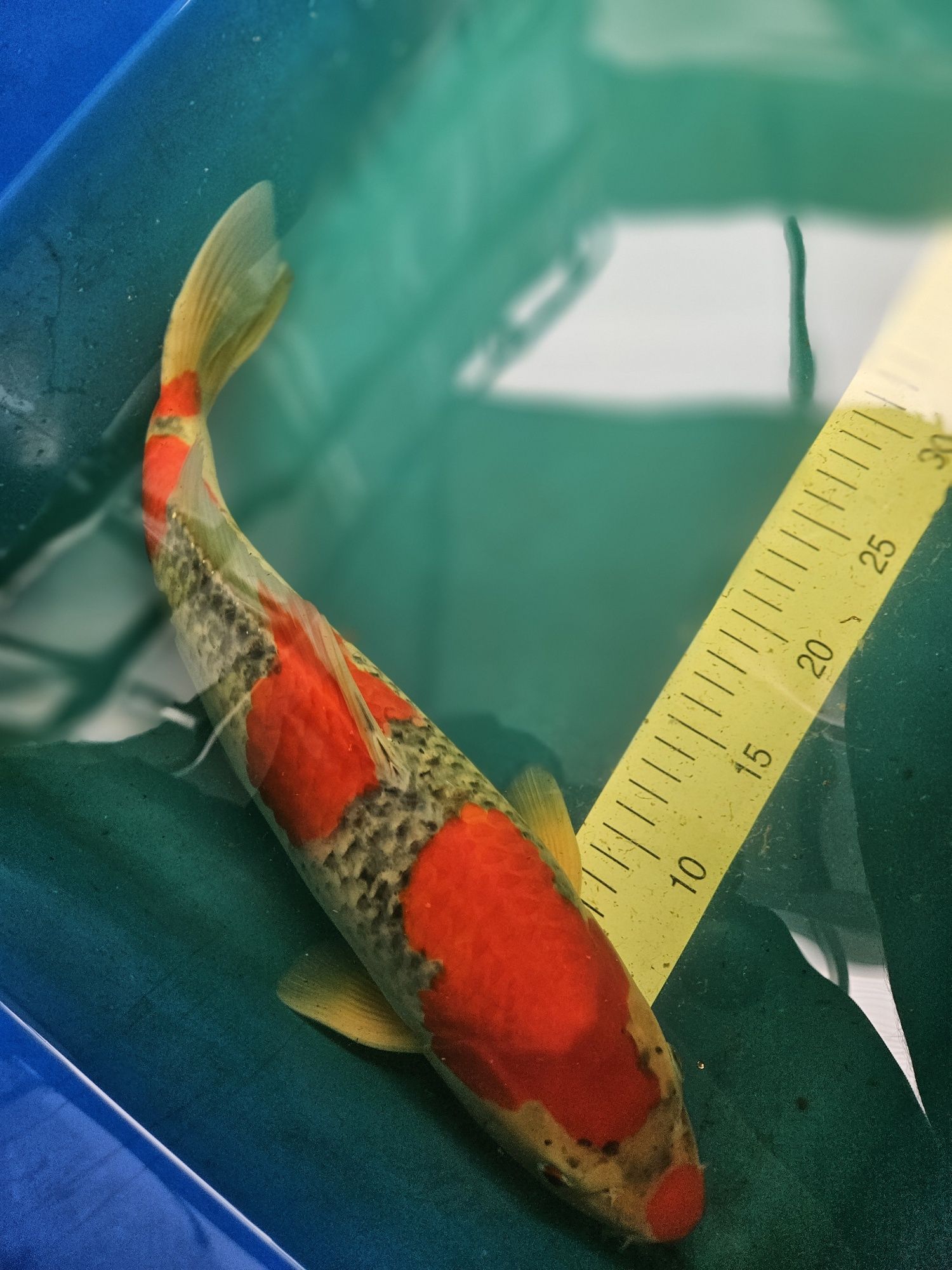 Carpa Koi - GOSHIKI 42cm