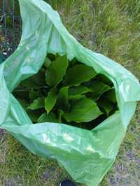 Hosta   pooooooooooolecam