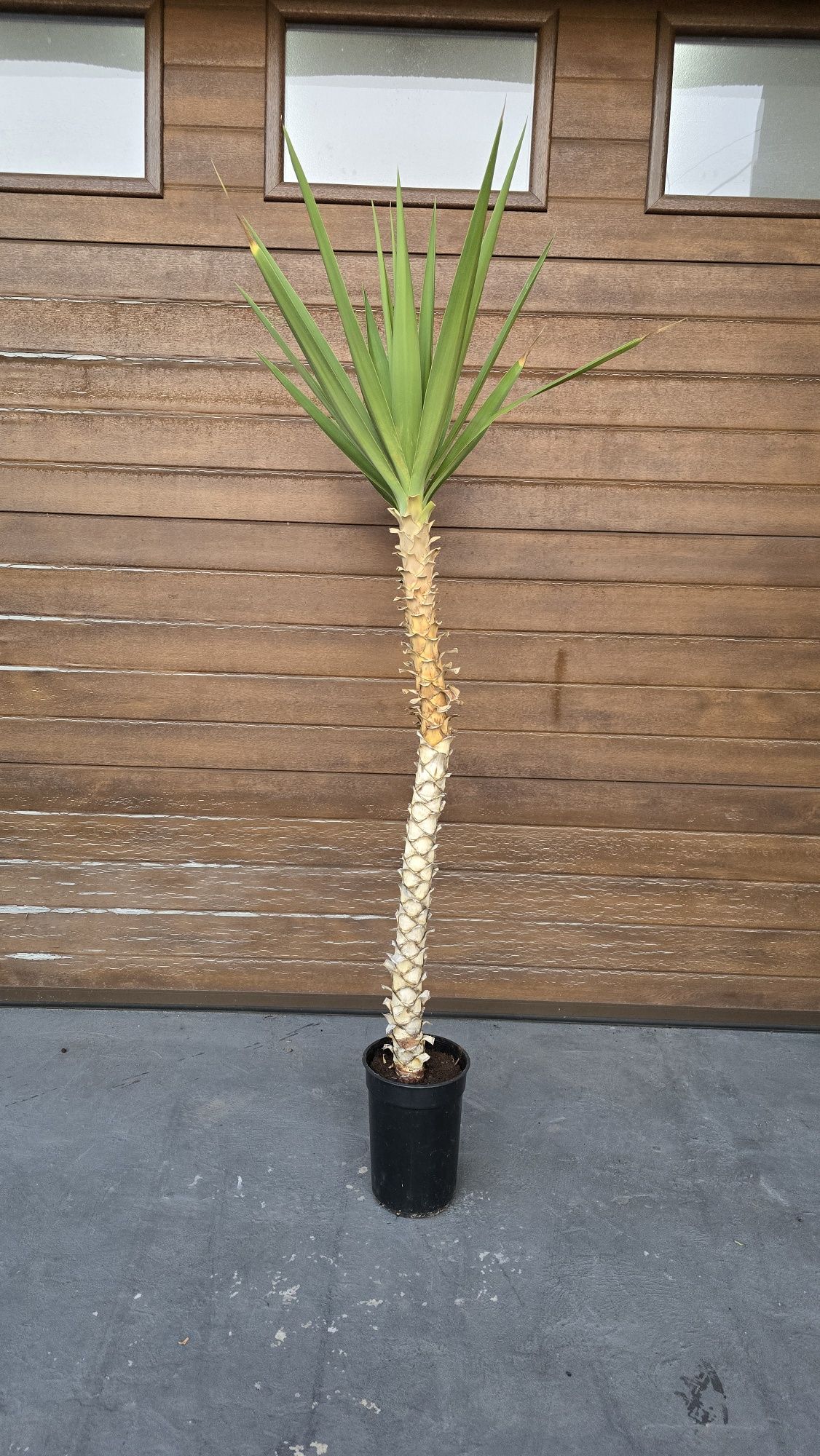 Juka yucca gwatemalska