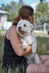 Miki-pies w typie maltańczyka do odpwiedzialnej adopcji