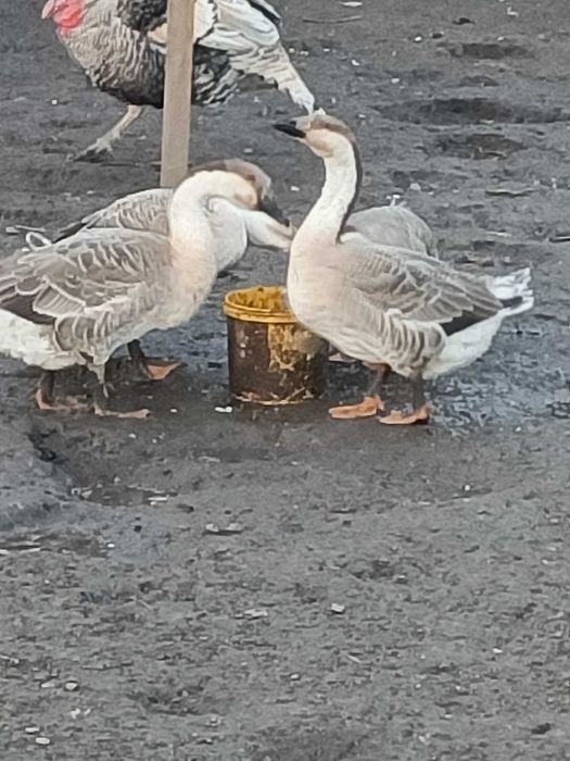 CENA OSTATECZNA Gęsi szare z wolnego wybiegu