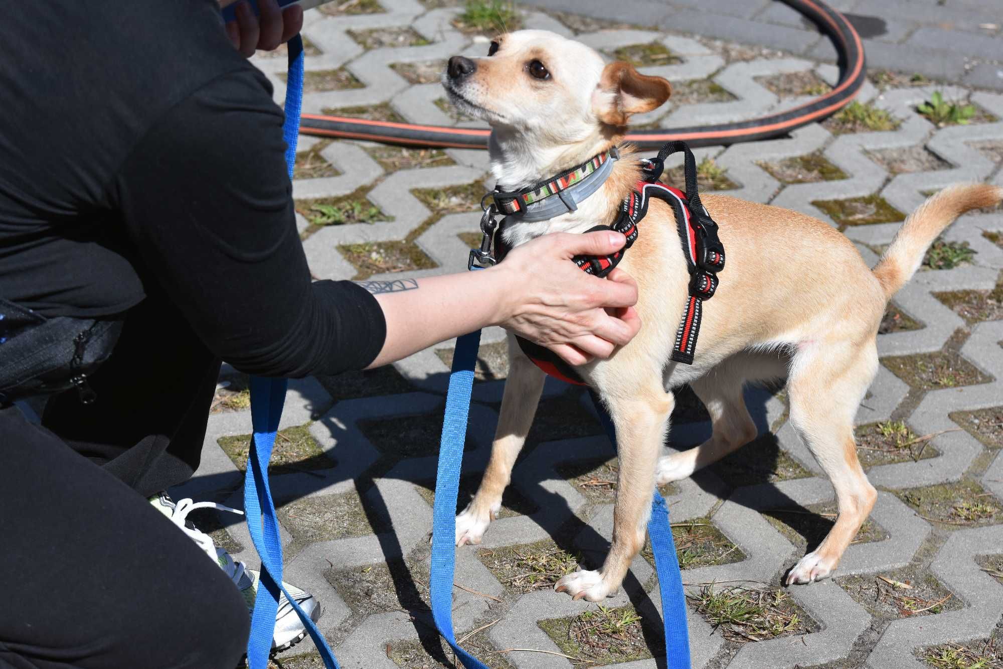 Abi, maleńka sunia 6kg ,  z łańcucha szuka domu.