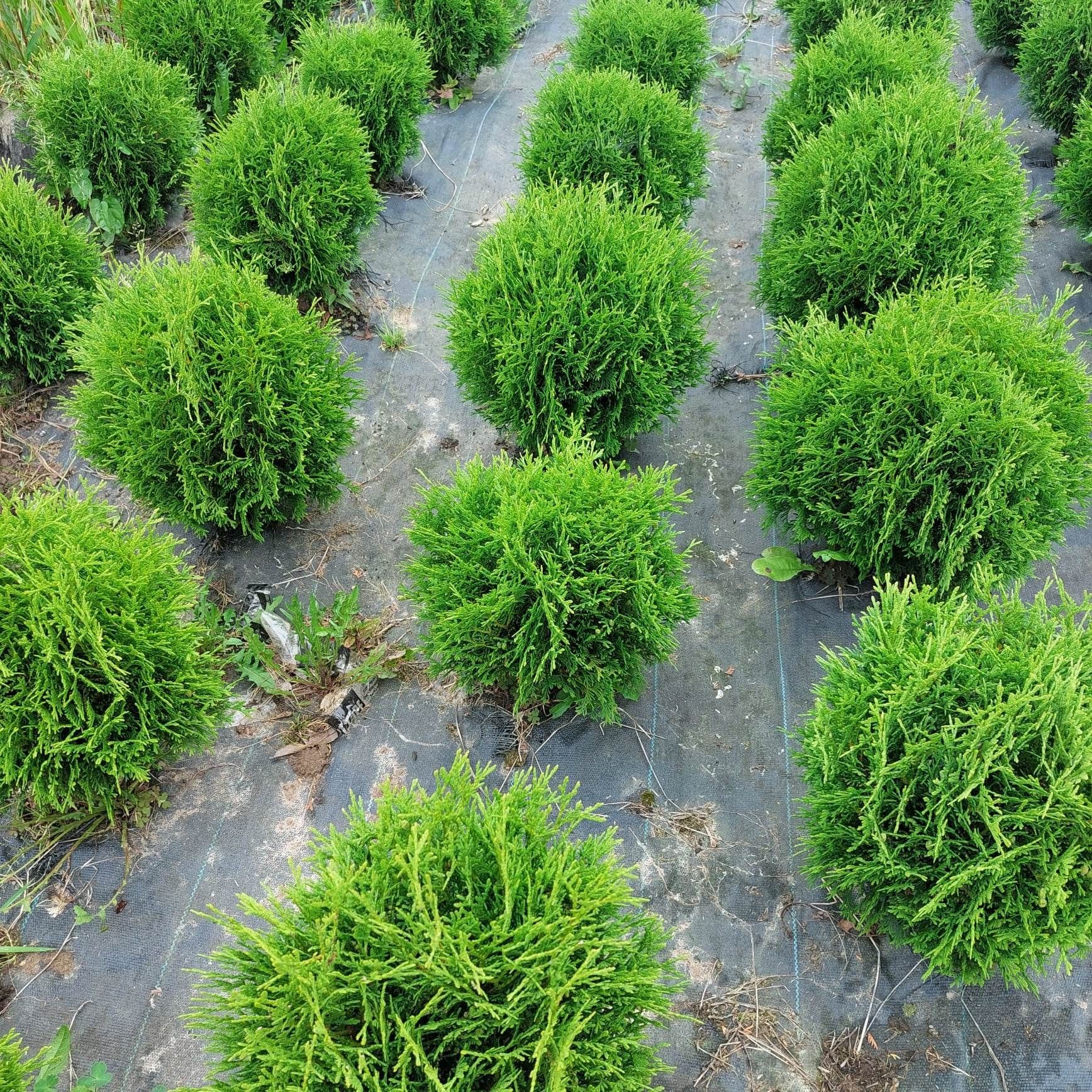 Thuja tuja Hoseri kulka