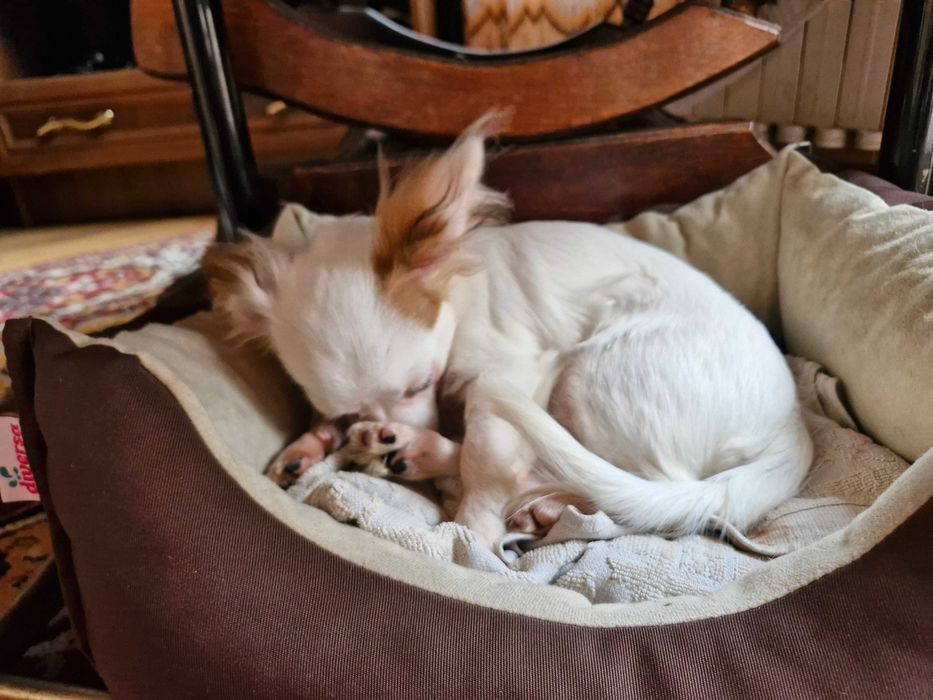 Chihuahua - długowłosa, biała, samiec