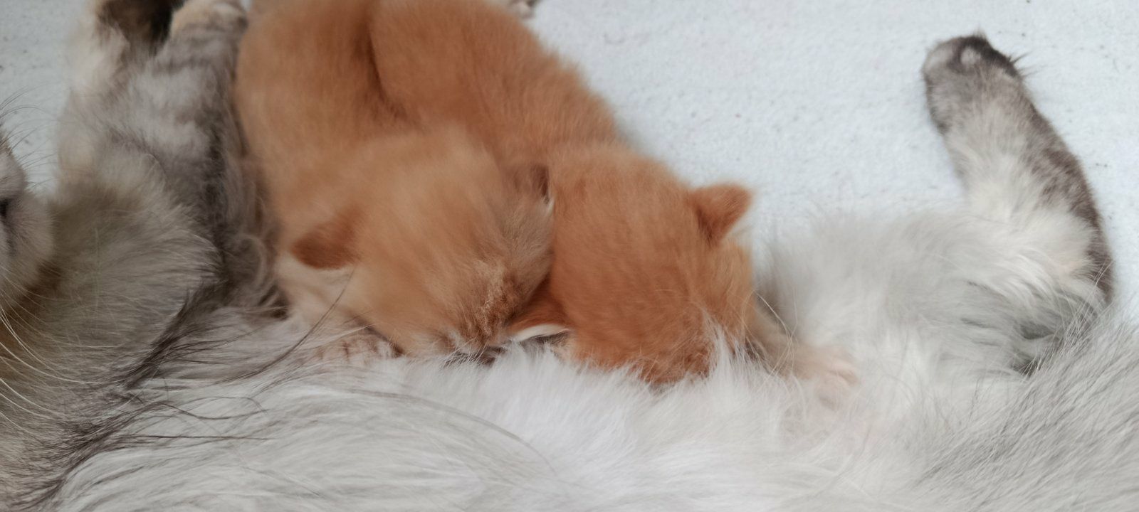 Персидский котёнок