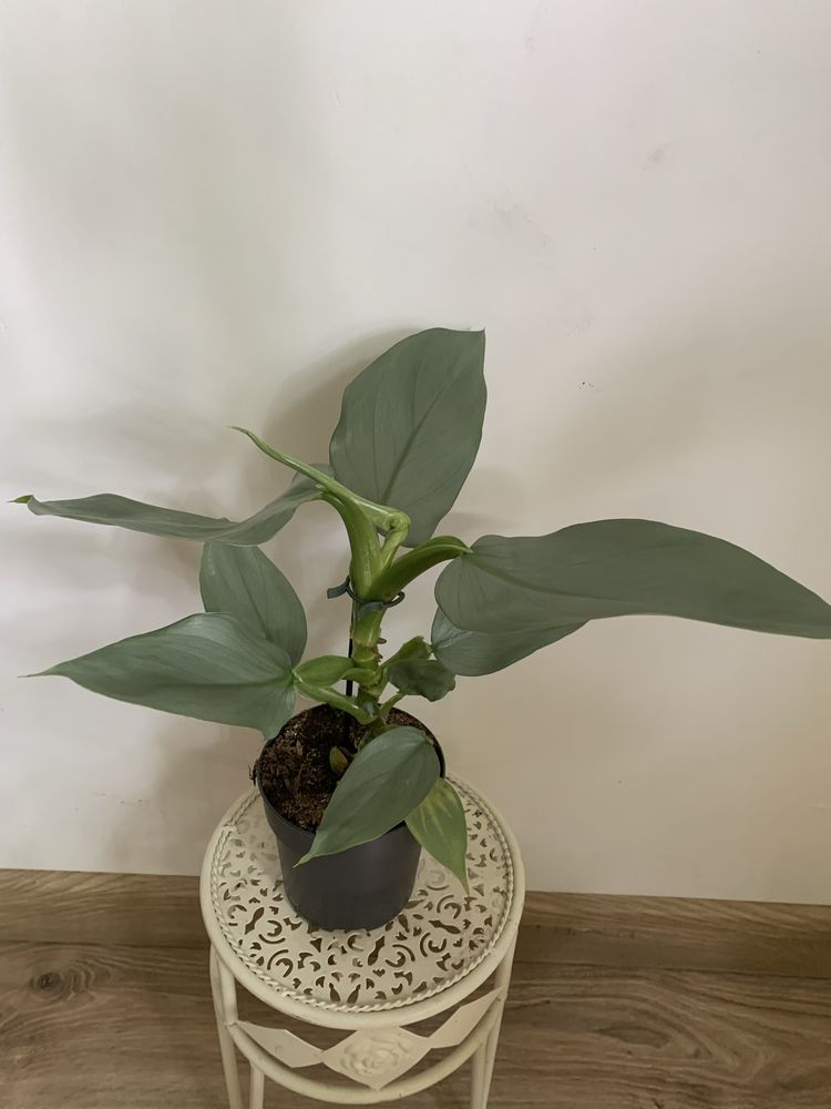 Filodendron philodendron 'SILVER QUEEN'  L, wysokość około 40 cm