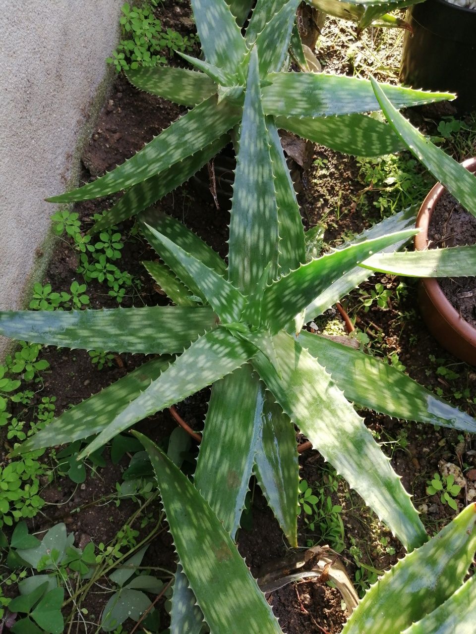 Oliveiras E cactos Aloe Vera