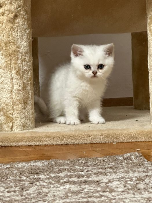 Британский кот на вязку с отличной родословной.