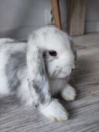 Mini lop karzełek Teddy hodowla zarejestrowana