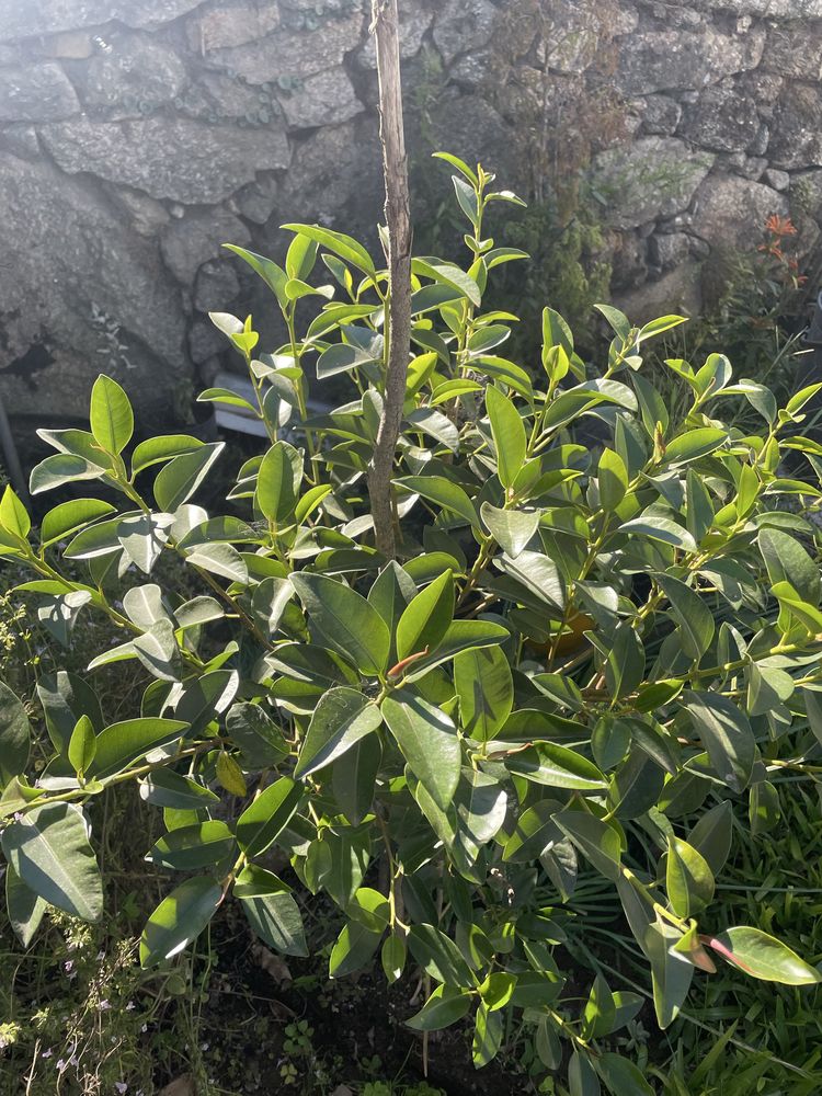 Jaqueira em vaso – árvore frutífera exótica