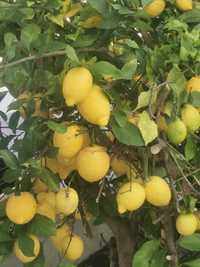 Limão biológico kg