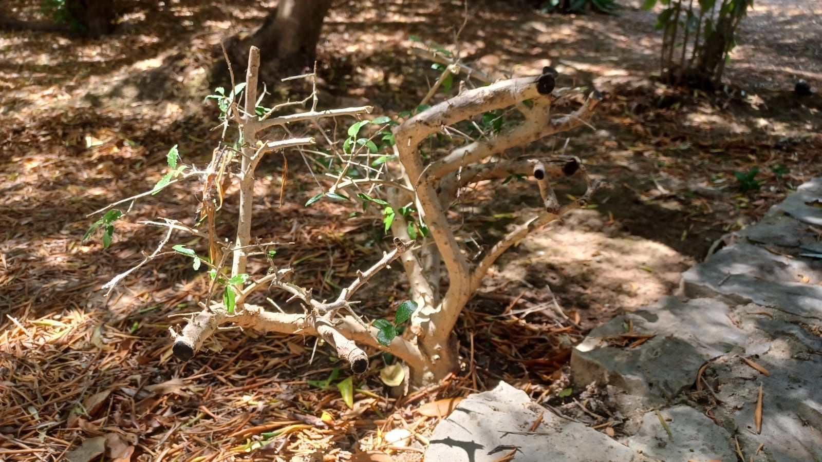 Bonsai verdedeiro