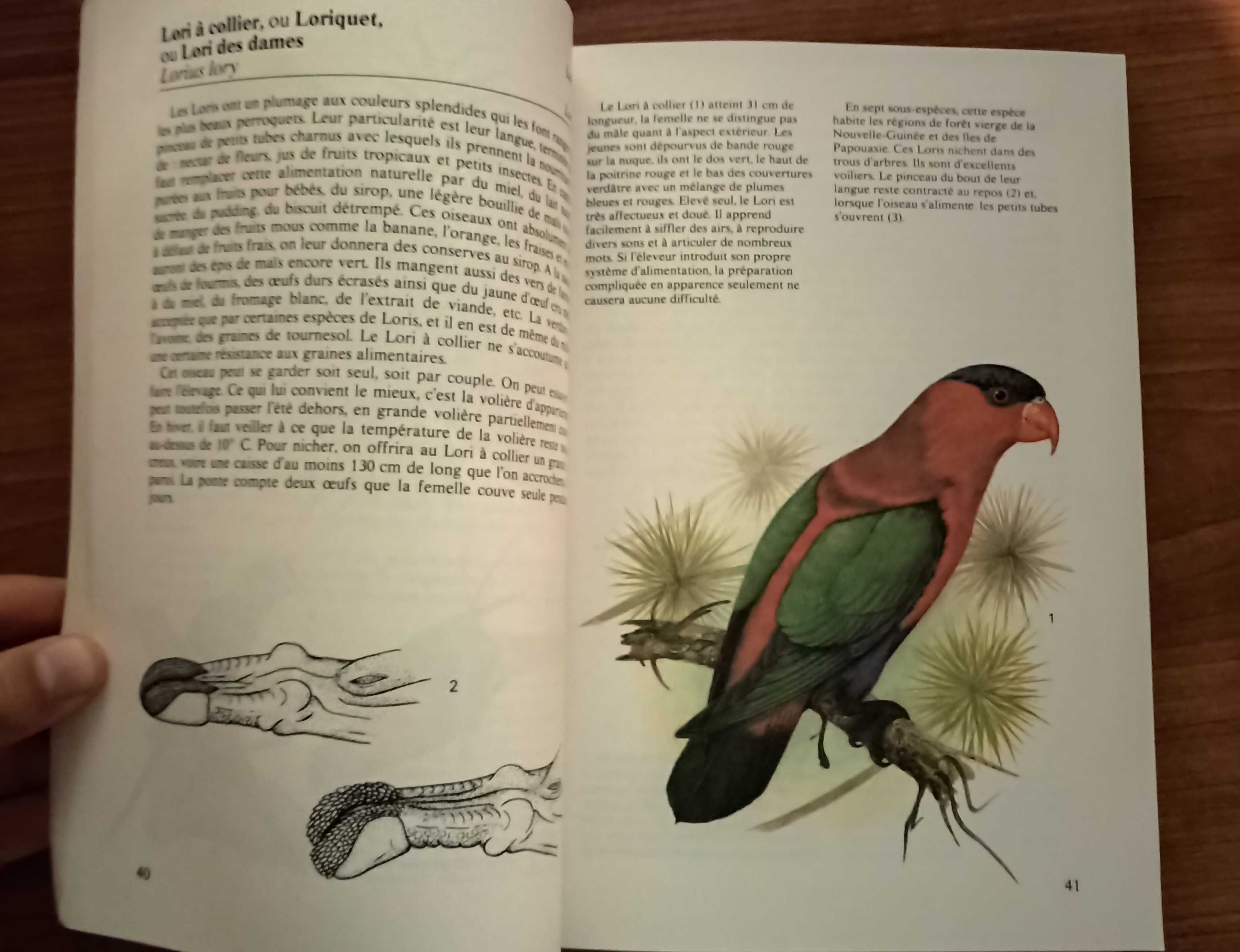 Oiseaux de cage et de volière