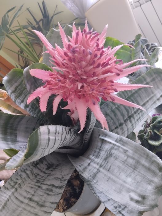 Ехмея полосата  вазон