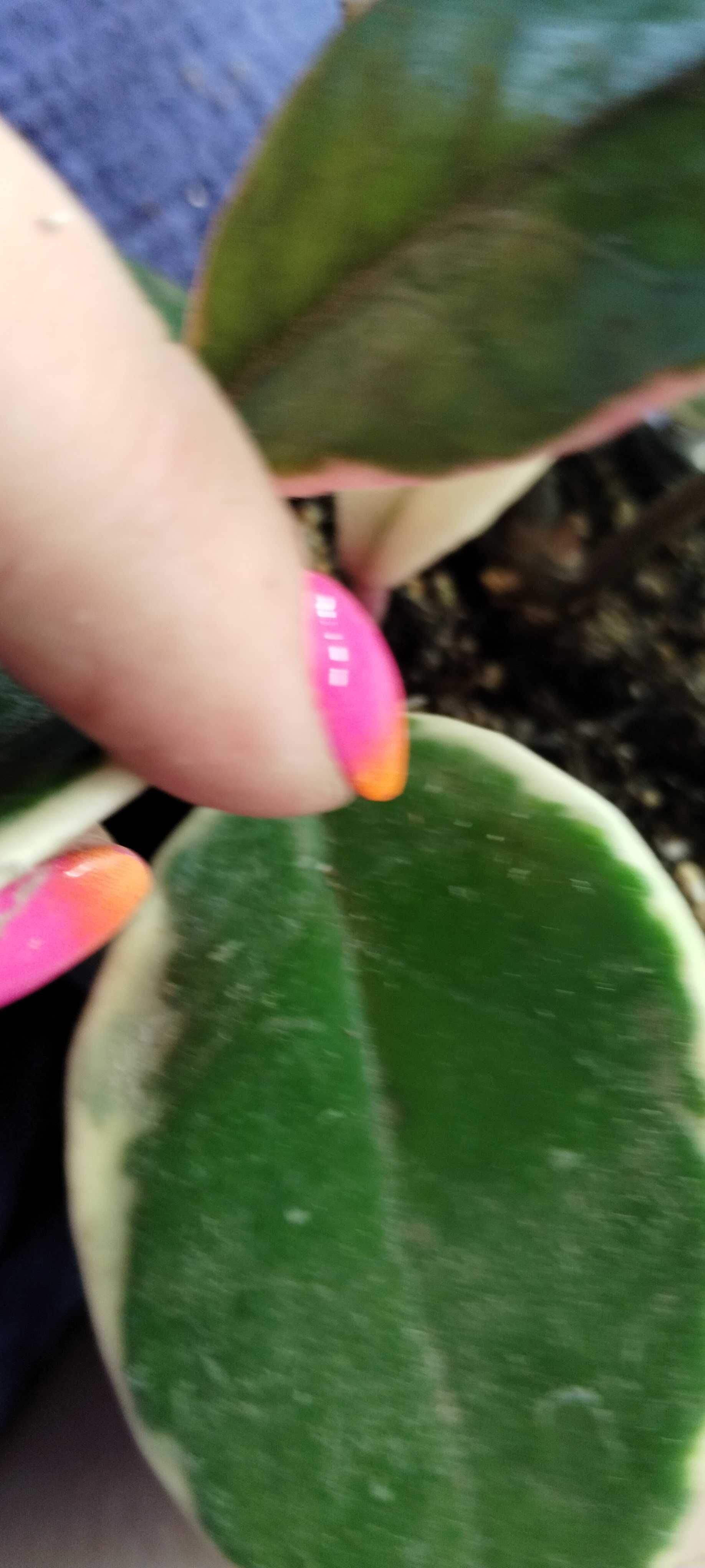 hoya flamingo dream