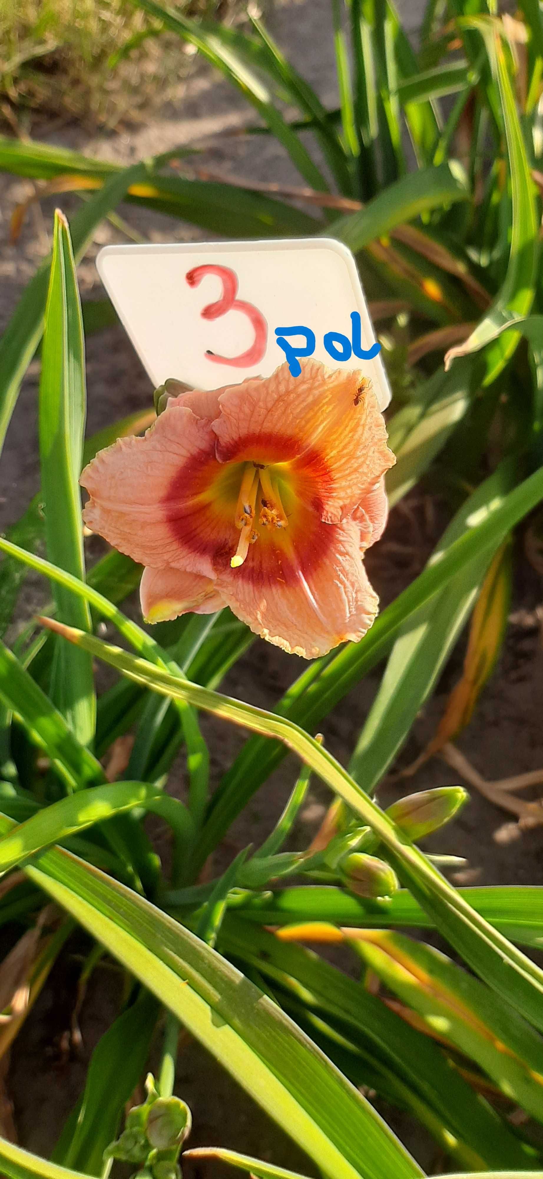 Liliowce odmianowe