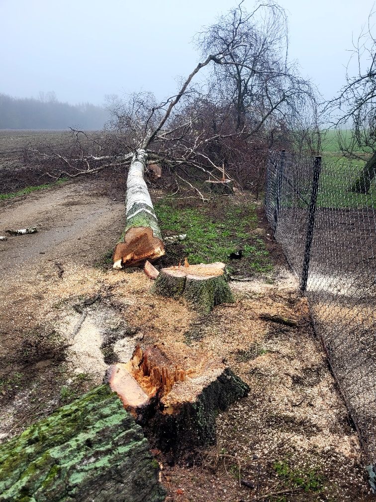 Wycinka drzew i krzewów metodą alpinistyczną lub tradycyjna