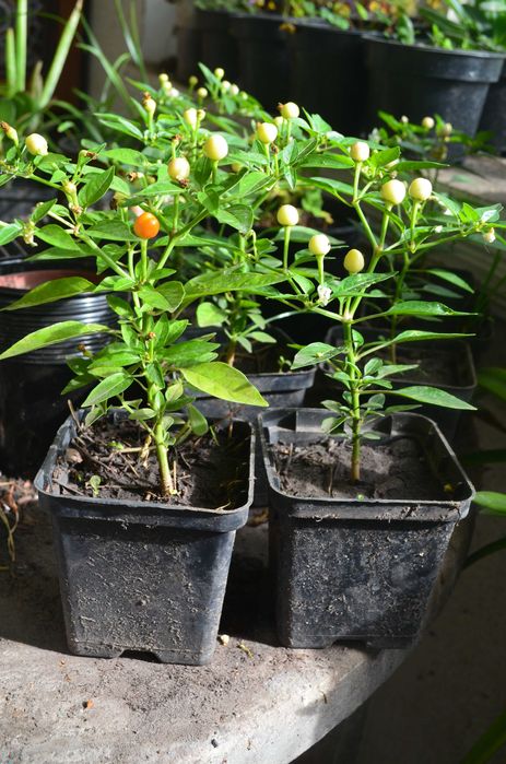 Перець  кімнатний, міні-перець,  декоративний