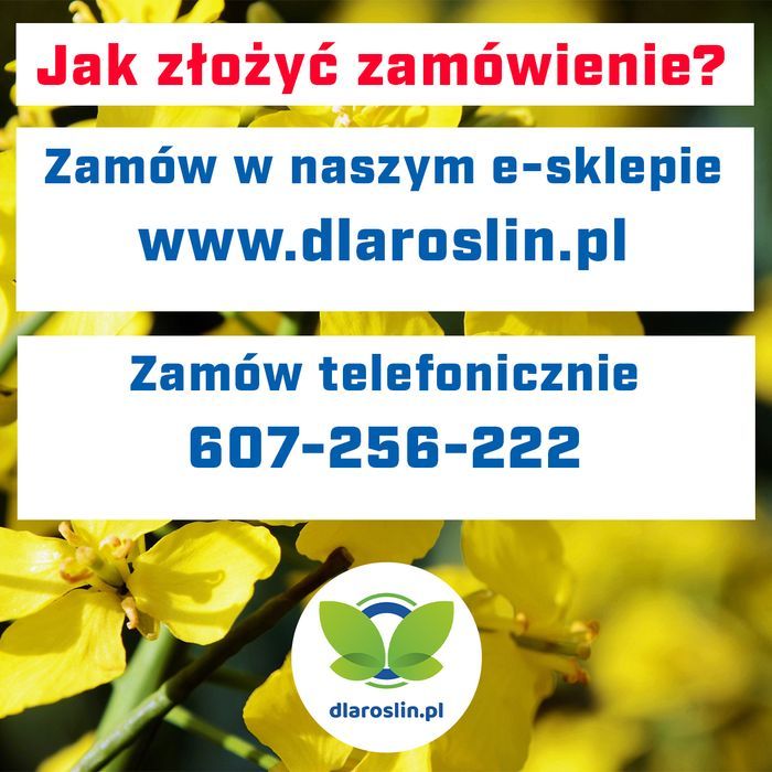 Rzepak ozimy InVigor InV2020 F1, C1 opak 1,5mln Integral Pro, Lumiposa