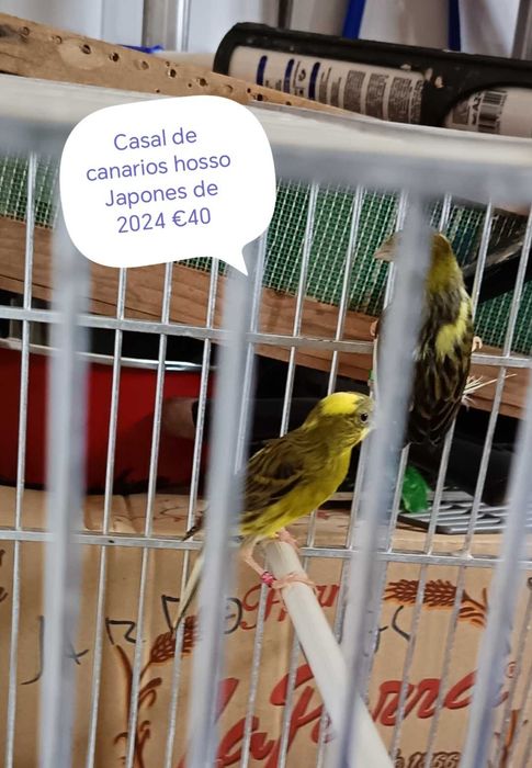 Canarios de 2024 e 2025