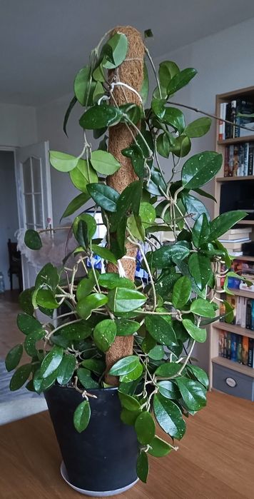 Hoya carnosa 95 cm