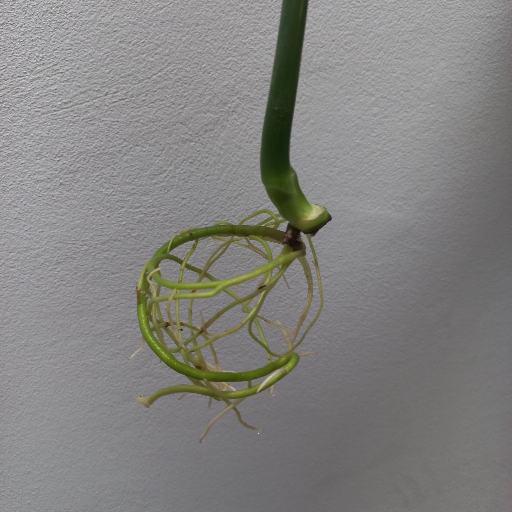 Monstera GOG Green On Green
