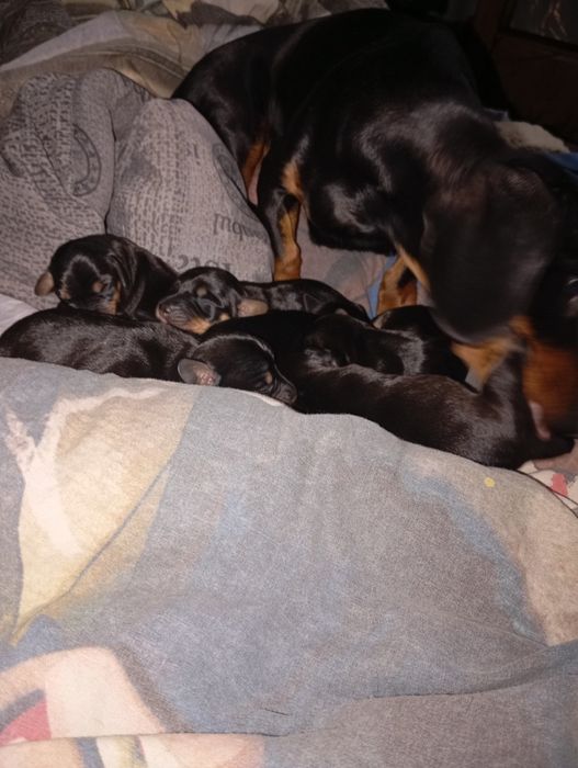 Цуценята такси чистокровні