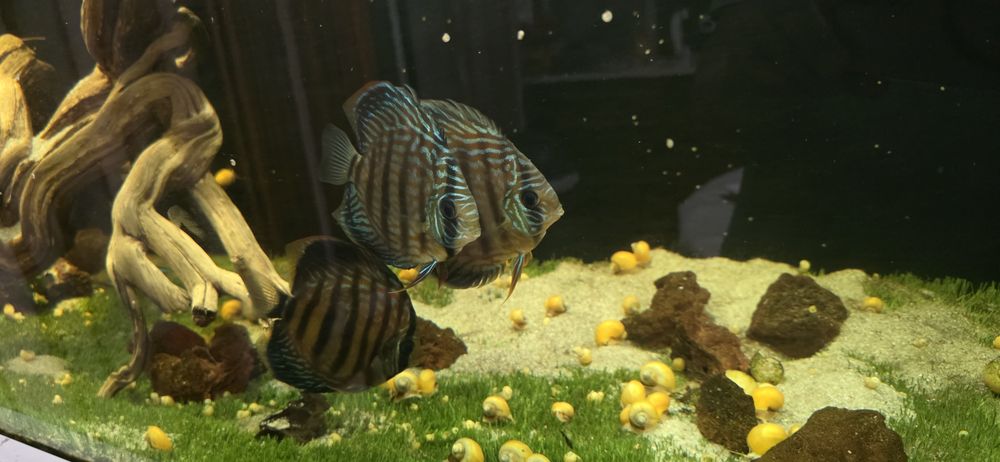 Discus F1 para venda