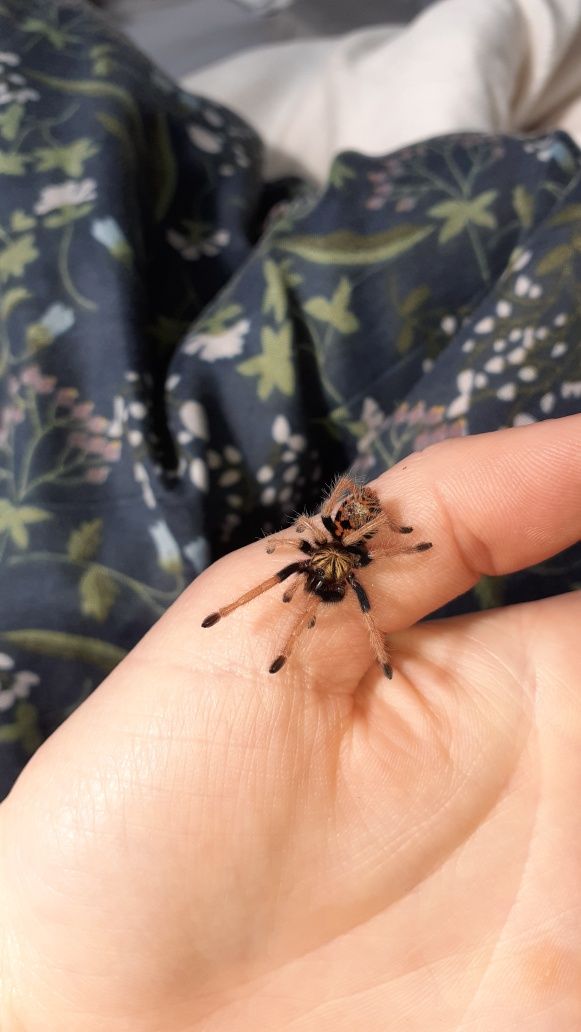 Chromatopelma cyaneopubescens L3 Zestaw startowy