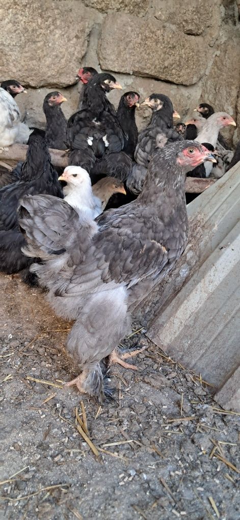 Frangos brahmas 2 meses