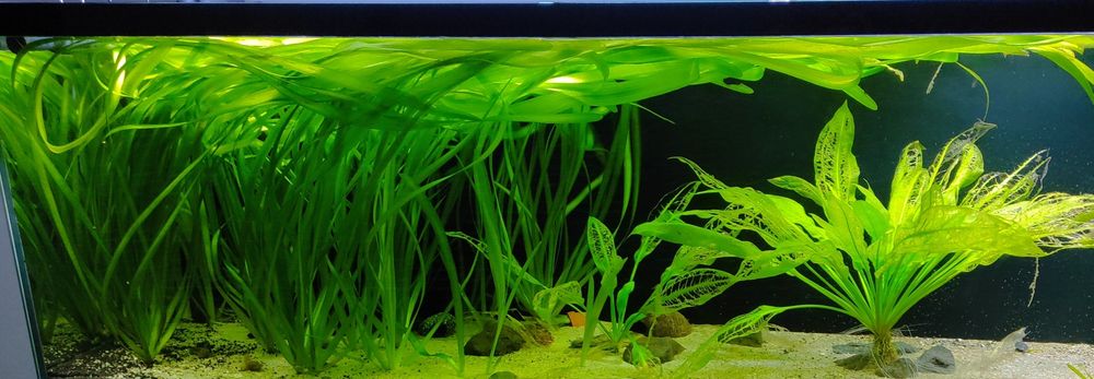 Plantas de aquário - Valisnerias