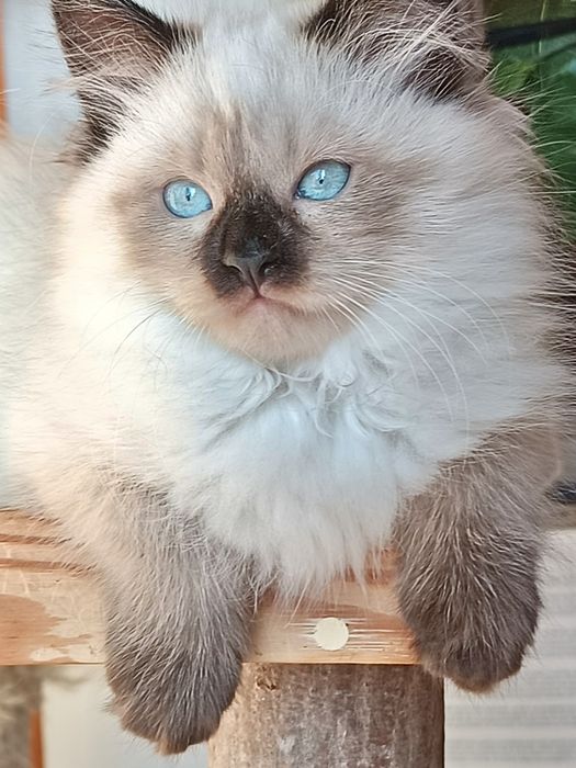 Piękna kotka Neva Masguerade