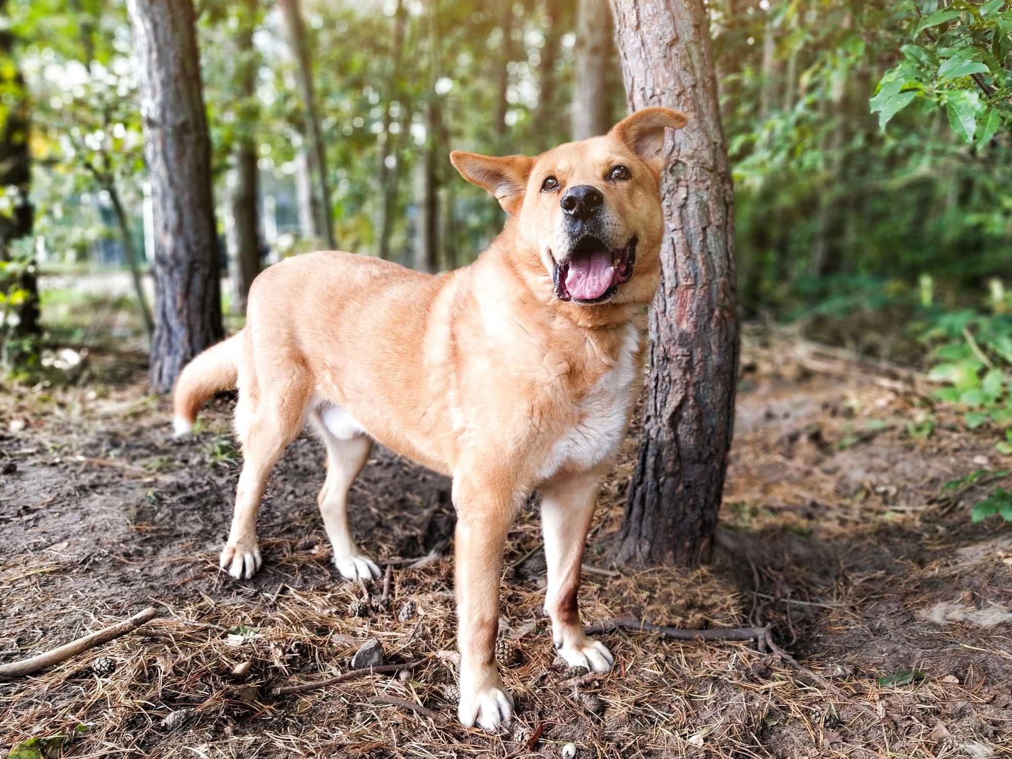 Silny Drako poleca się do adopcji!