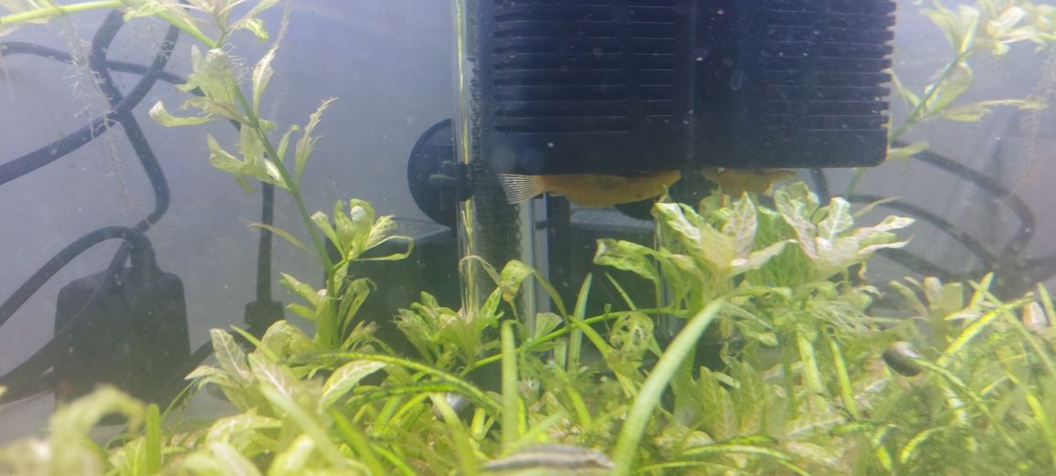 Ancistrus SP// Kribensis // Valisneria